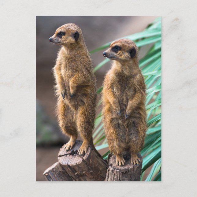 Two cute meerkats standing to attention postcard (Front)
