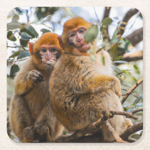 Two Cute Monkeys Square Paper Coaster