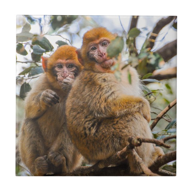 Two Cute Monkeys Tile (Front)