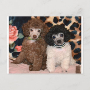 Two Cute Poodle Toy Poodle Puppies Postcard