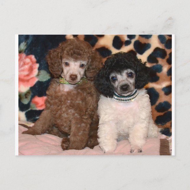 Two Cute Poodle Toy Poodle Puppies Postcard (Front)