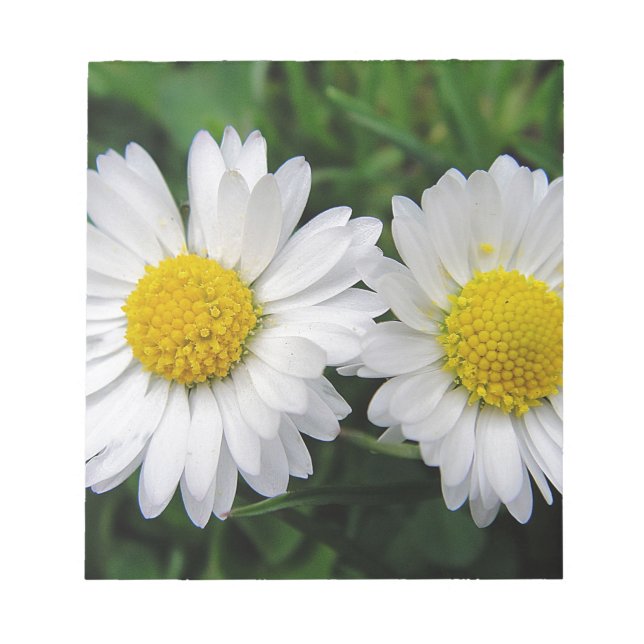 Two cute, white daisies notepad (Front)