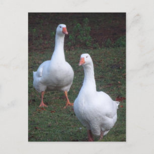 Two Cute White Geese DIY Postcard
