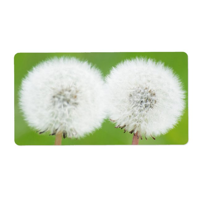 Two dandelions (Front)