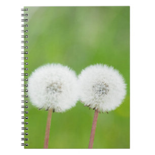 Two dandelions spiral notebook