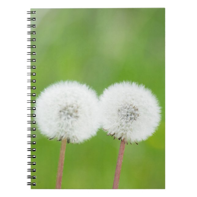 Two dandelions spiral notebook (Front)