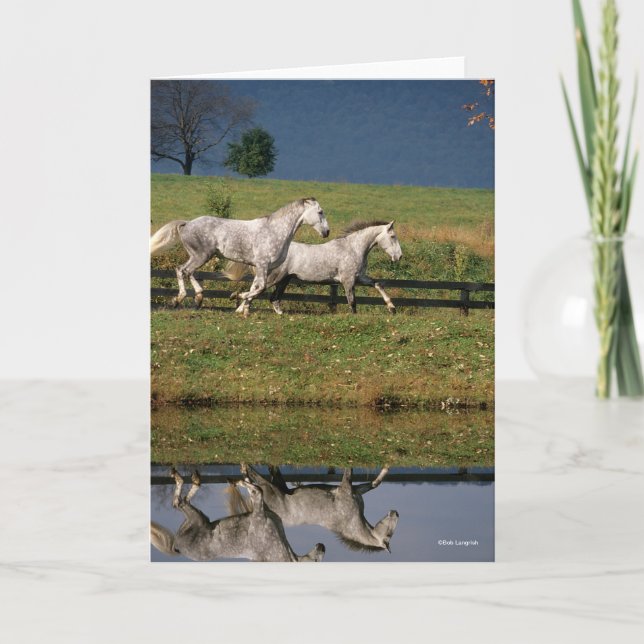 Two Dapple Grey Percheron Horses Running Card (Front)