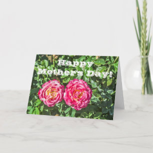 Two Dark Pink Roses with Dark Green Leaves Card
