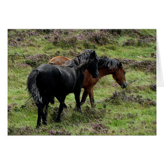 Two Dartmoor Ponies Roaming In The Heather