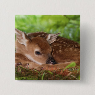 Two day old White-tailed Deer baby, Kentucky. 15 Cm Square Badge