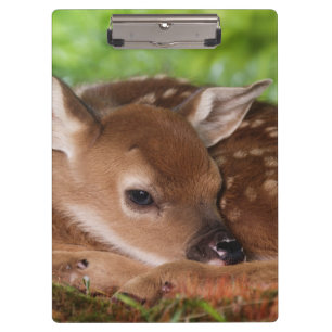 Two day old White-tailed Deer baby, Kentucky. Clipboard