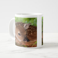 Two day old White-tailed Deer baby, Kentucky.