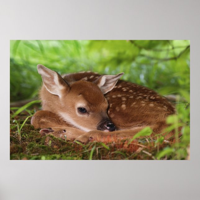 Two day old White-tailed Deer baby, Kentucky. Poster (Front)