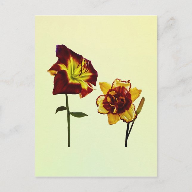 Two Daylilies having a Chat Postcard (Front)