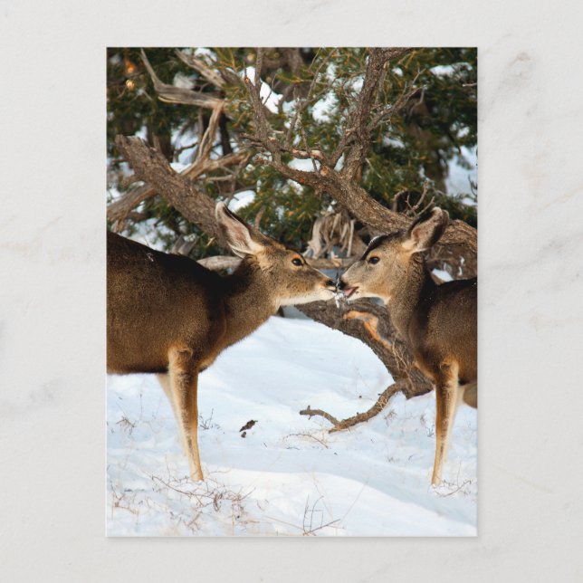 Two Deer Kissing Postcard (Front)