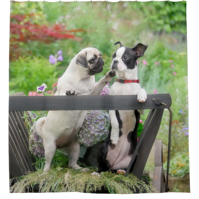 Two dogs a pug puppy and Boston Terrier in a cart Shower Curtain (Front)