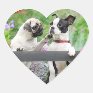 Two dogs a pug puppy and Boston Terrier together - Heart Sticker
