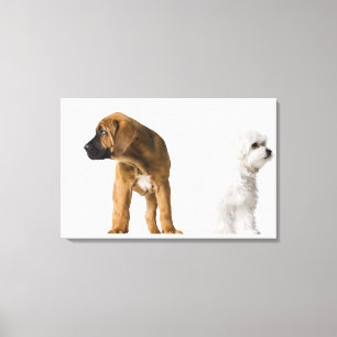 Two Dogs Canvas Print