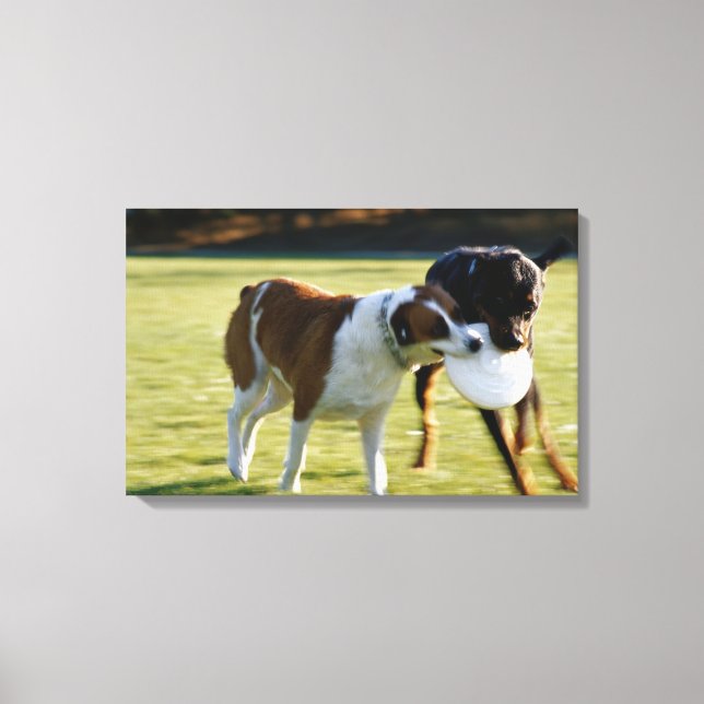 Two Dogs Fighting over Plastic Disc Canvas Print (Front)
