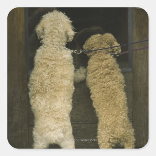 Two dogs looking in door window, rear view square sticker