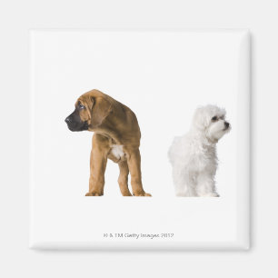 Two Dogs Magnet