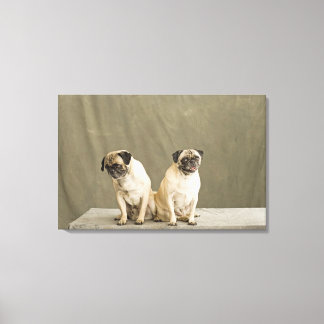 Two dogs posing on a table canvas print