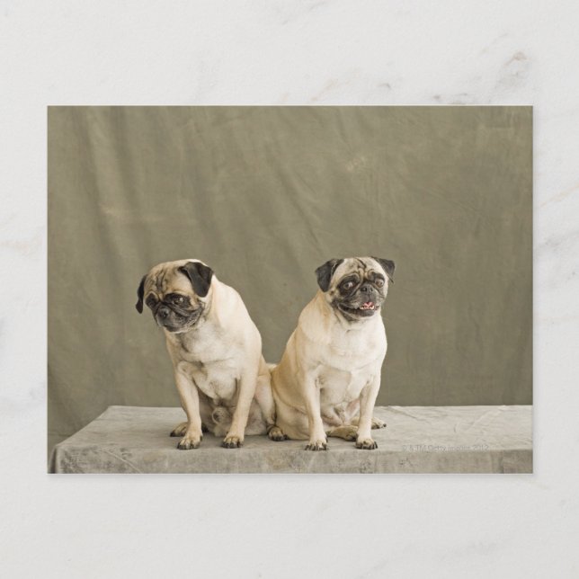 Two dogs posing on a table postcard (Front)