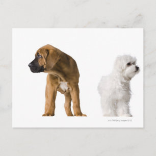 Two Dogs Postcard