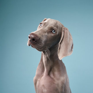 two dogs sit by the fire in the forest. magnet