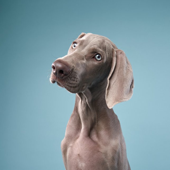 two dogs sit by the fire in the forest. magnet (Creator Uploaded)