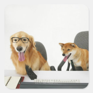 Two dogs wearing tie and glasses ,sitting on 2 square sticker