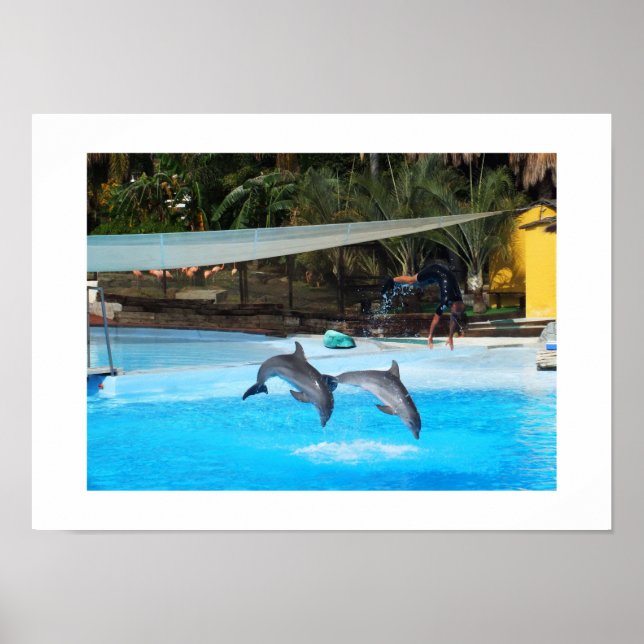 Two dolphins animal poster (Front)