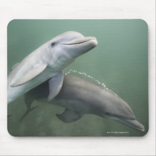 Two Dolphins underwater Mouse Pad