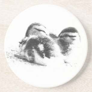 Two Ducklings Coaster