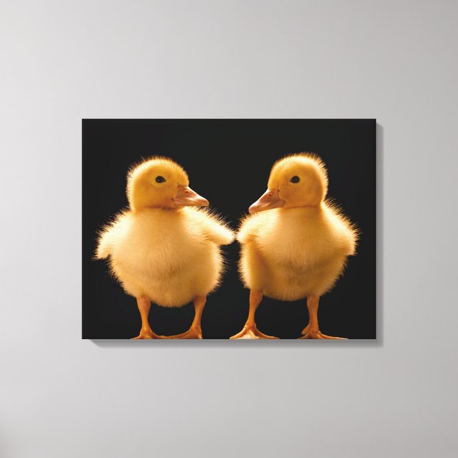 Two ducklings looking at one another canvas print (Front)