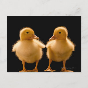 Two ducklings looking at one another postcard