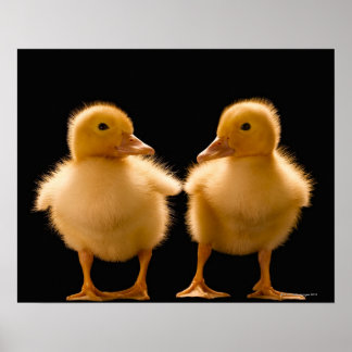 Two ducklings looking at one another poster