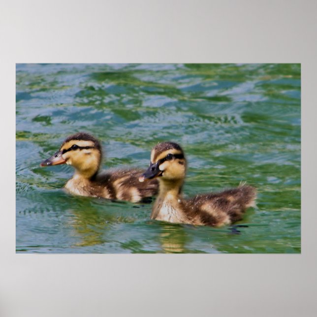 two ducklings print (Front)