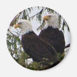 Two eagles in a tree magnet