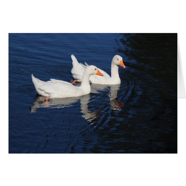 Two Emden Geese (Front Horizontal)