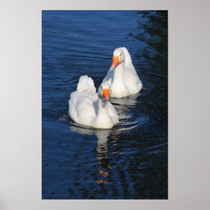 Two Emden Geese II Poster