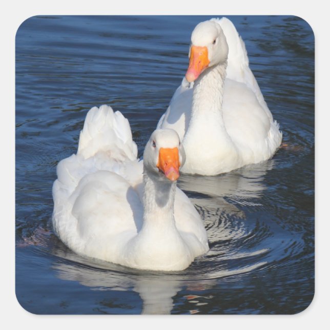 Two Emden Geese II Square Sticker (Front)