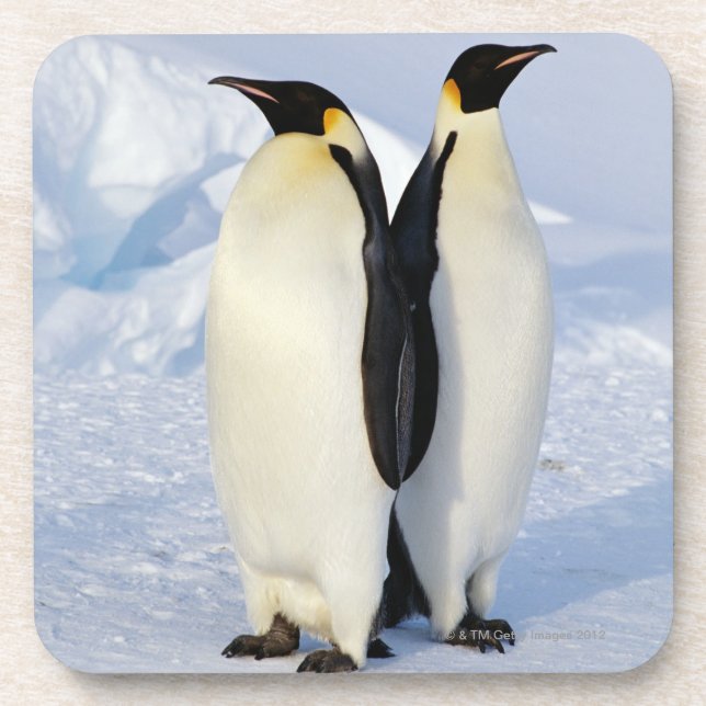 Two Emperor Penguins in Antarctica Coaster (Front)