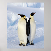 Two Emperor Penguins in Antarctica
