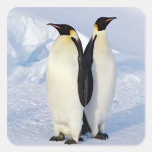 Two Emperor Penguins in Antarctica Square Sticker