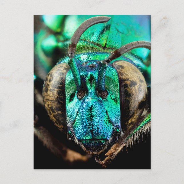 Two-Faced Bee Close-Up Postcard (Front)