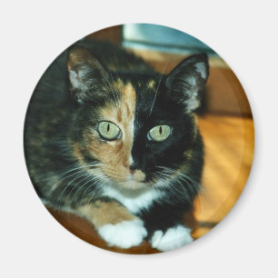 Two Faced Cat Magnet