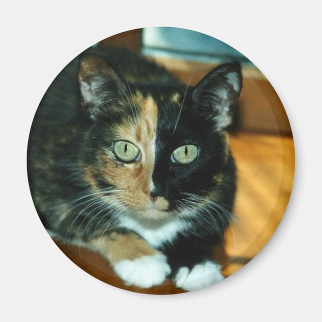 Two Faced Cat Magnet (Front)