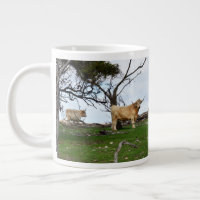Two Fawn Highland Cows in Peaceful Country Lands,