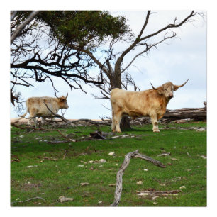 Two Fawn Highland Cows in Peaceful Country Lands, Photo Print